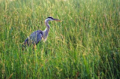 Heron In River Grass 50469