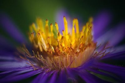 Wildflower Closeup 50536