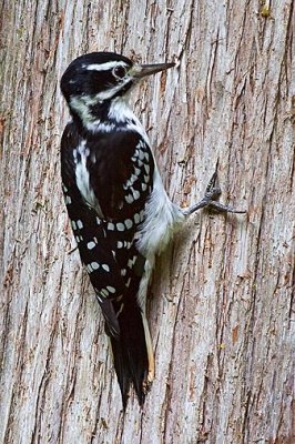 Woodpecker On A Tree 50758