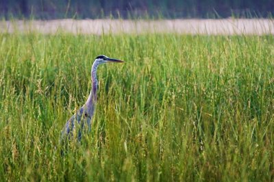 Heron In River Grass 50470
