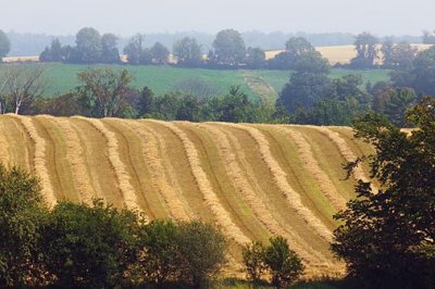 Striped Field 05599