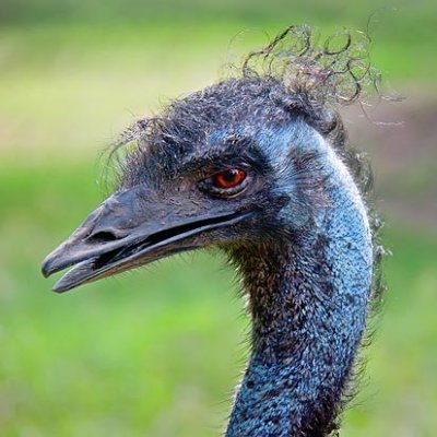 Emu Closeup 06128