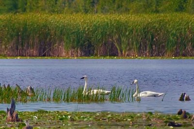 Swans In McLaren Marsh 50804
