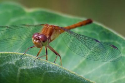 Dragonfly On A Leaf 50828