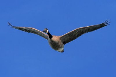 Goose In Flight 51213