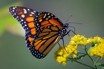 Monarch Butterfly 20090910