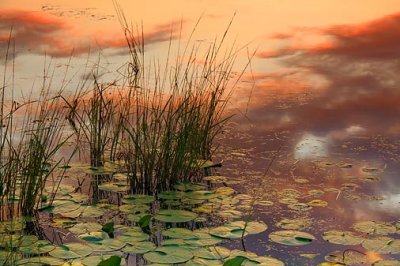 Lily Pads & River Grass 07777