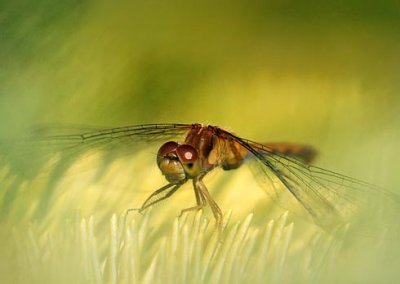 Dragonfly On A Pine 20090914