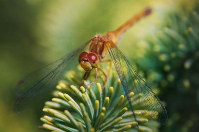 Dragonfly On A Pine 51428