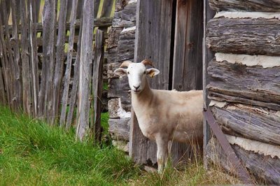 Goat In A Door 06328