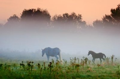 Horses In A Misty Pasture 20090924