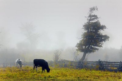 Cows In Fog 20091002