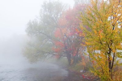 Autumn Trees In Fog 08591-2