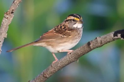 White-throated Sparrow 51804