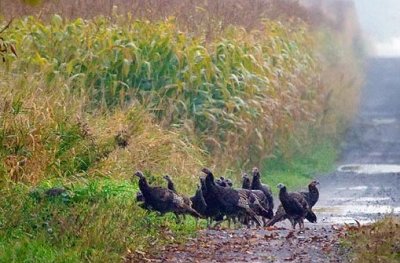 Wild Turkeys In A Lane 51815