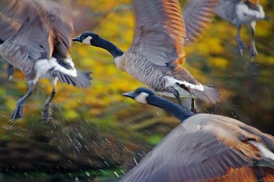 Geese Taking Flight 51928