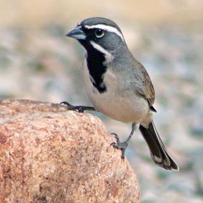 Black-throated Sparrow 30770