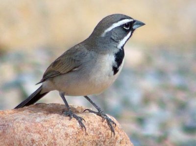 Black-throated Sparrow 30772