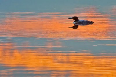 Loon In Sunset Reflection 20100625