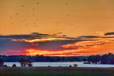 Gulls In Sunrise Flight 18012