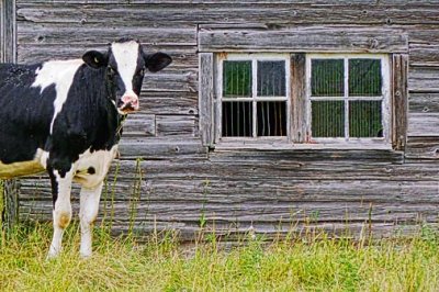 Cow Beside Barn Windows P1010976
