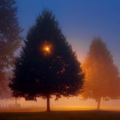 Trees In Fog 19026