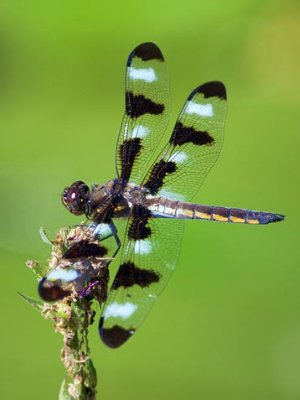 Dragonfly 54177