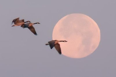 Geese Flying By Setting Moon 20100726