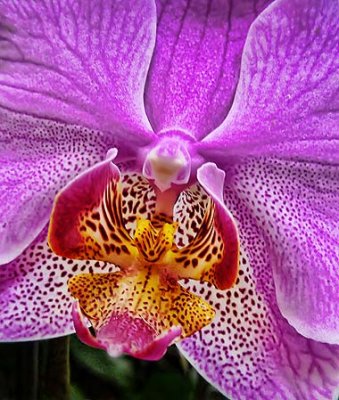 Pretty Purple & Orange Orchid 20100729