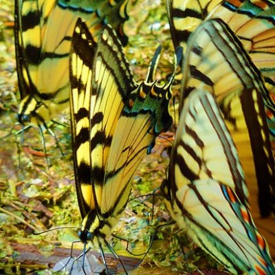 Tiger Swallowtails P1010462