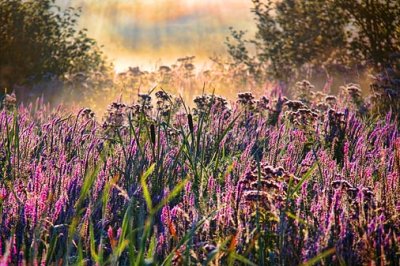 Backlit Fallow Field 20275