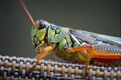 Grasshopper Closeup 54245.50