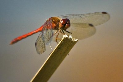 Dragonfly 54253