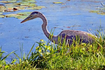 Heron On The Shore 22171