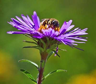Bee On A Wildflower 54274
