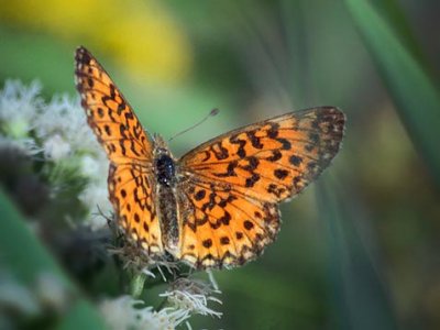 Orange Butterfly 54376
