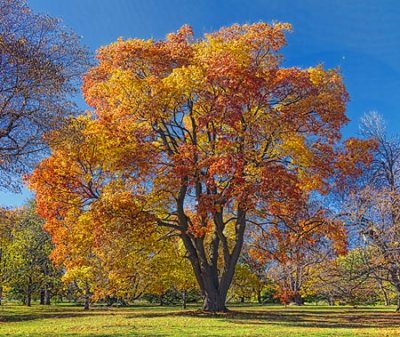 Autumn Tree 00311-2