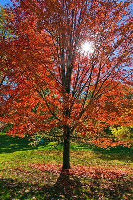 Autumn Tree 00323