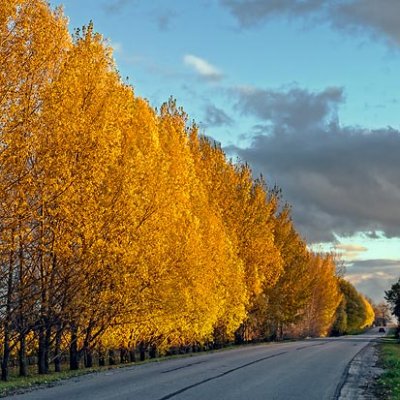 Autumn Tree-Lined Road 00496