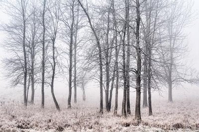 Trees In Fog & Frost 00946