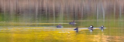 Hooded Mergansers On The Move 01215