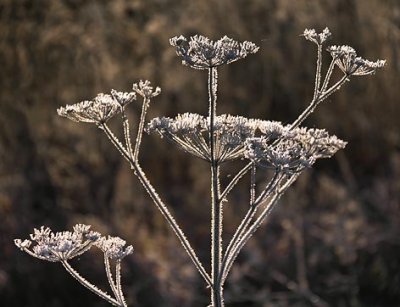 Frosty Dead Wildflower 00976