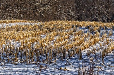 Cornfield In Winter 04511