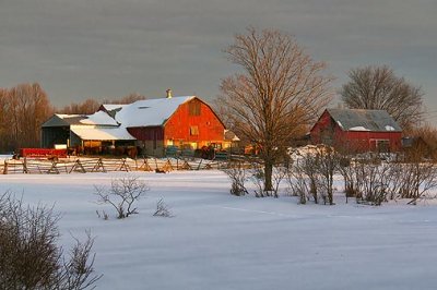 Red Barns At Sunrise 05606