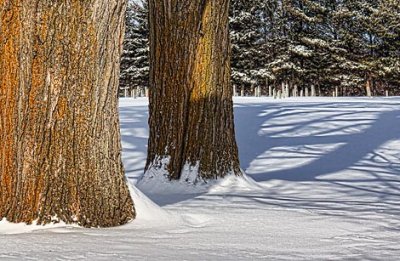 Two Big Ol' Trees 05674B