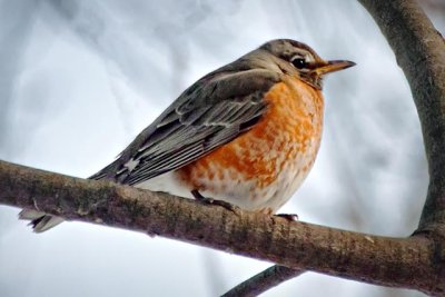 First Robin Of Spring 20110212