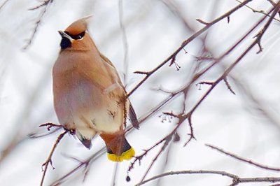 Waxwing On A Branch 05275