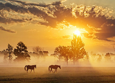 Two Horses In Misty Sunrise 20120917