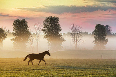 Horse At Sunrise 28055