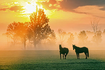 Two Horses In Misty Sunrise 28026
